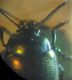 Chrysolina0003 A.JPG