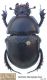 Geotrupes (Stereopyge) douei  Gory, 1841.jpg