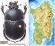 Sardinia Geotrupes (Stereopyge) douei Gory, 1841.jpg