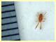 Acaro zampotte prob. giovane 0,8 mm. - (10).JPG