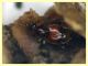 prob. Bryaxis pedator - 1,5 mm. - (9).JPG