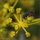 Chrysidae-sp-20250712-004-DPPQf.jpg