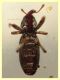 Torneuma sp. 3,2 mm. senza rostro - (5).JPG