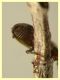 Torneuma sp. 3,2 mm. senza rostro - (8).JPG