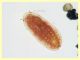 larva 1,4 mm (72).JPG