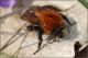 Andrena-sp-20260227-014-JOGf.jpg