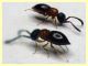 Ceraphron sp. - Ceraphronidae 1 mm. - (54).JPG