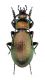 Eucarabus manifestus touzalini ♂ - Sud Korea Cheju Island 04-2025 Legit Ruzzier.jpg