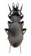 Isiocarabus fiduciarius saishutoicus ♂- Sud Korea Kejudo Island 04-2025 Legit Ruzzier.jpg