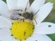 Thysanoptera e.jpg