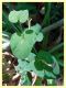 Zerynthia cassandra su Aristolochia rotunda - (27).JPG