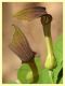 Zerynthia cassandra su Aristolochia rotunda - (51).JPG