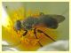 Myolepta dubia cf. - (4).JPG