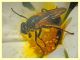 Myolepta dubia cf. - (9).JPG
