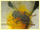 Myolepta dubia cf. - (7).JPG
