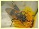Myolepta dubia cf. - (13).JPG