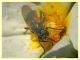 Myolepta dubia cf. - (18).JPG