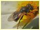 Myolepta dubia cf. - (21).JPG