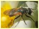 Myolepta dubia cf. - (26).JPG