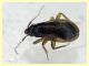 Ceratocombus coleoptratus (28).JPG