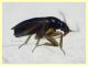 Ceratocombus coleoptratus (53).JPG