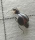 P1100205-Ridim.JPG