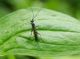 ichneumonidae sottile2.JPG