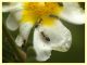 Crematogaster sordidula (15).JPG