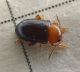 P1100320-Ridim.JPG