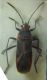 Caenocoris nerii0003 A.JPG
