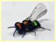 prob. Pediobius sp. 30.3.2026 - (22).JPG