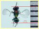 prob. Pediobius sp. 30.3.2026 - (130).JPG