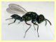 prob. Pediobius sp. 30.3.2026 - (11).JPG