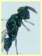 prob. Pediobius sp. 30.3.2026 - (51).JPG