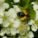 andrena flavipes.jpg