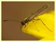 Calameuta haemorrhoidalis (9).JPG