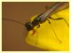 Calameuta haemorrhoidalis (8).JPG
