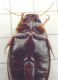 P1100473-Ridim.JPG