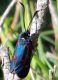 zygaena.jpg