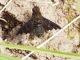 Hemipenthes morioe.jpg
