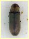 Gastrallus sp. - 4.6.2026 - (2).JPG