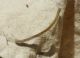bruco predatore e.jpg