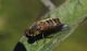 IMG_2991_Syrphid_y_sm.JPG