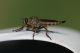 IMG_6230_RobberFly_sm.JPG