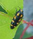 ptosima undecimaculata.jpg