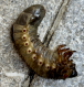 larva Maleo.png
