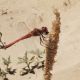 sympetrum.jpg