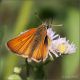 Thymelicus-sp-20260601-003-JQf.jpg