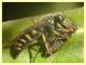 Bembecinus tridents che preda Issus coleoptratus - (24).JPG