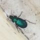 harpalus.jpg